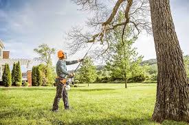 Reliable Lexington, OH Tree Services Solutions